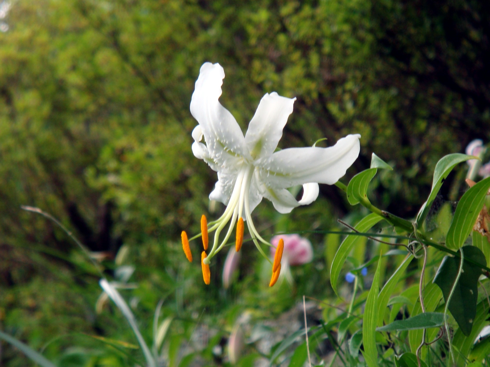 Lilium Speciosum Thunberg Var Album Masters Ex Baker 